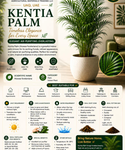 24. Kentia Palm ENG