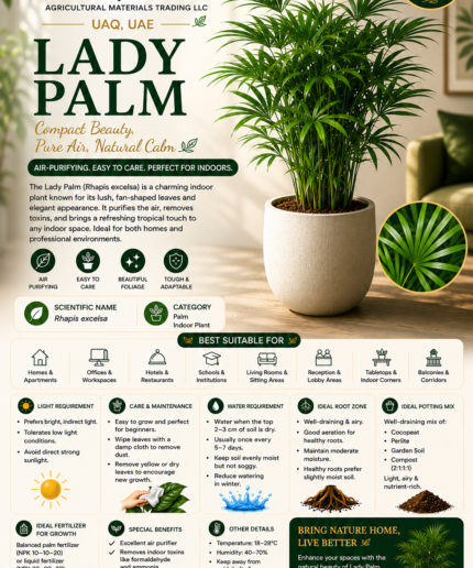 25. Lady Palm ENG