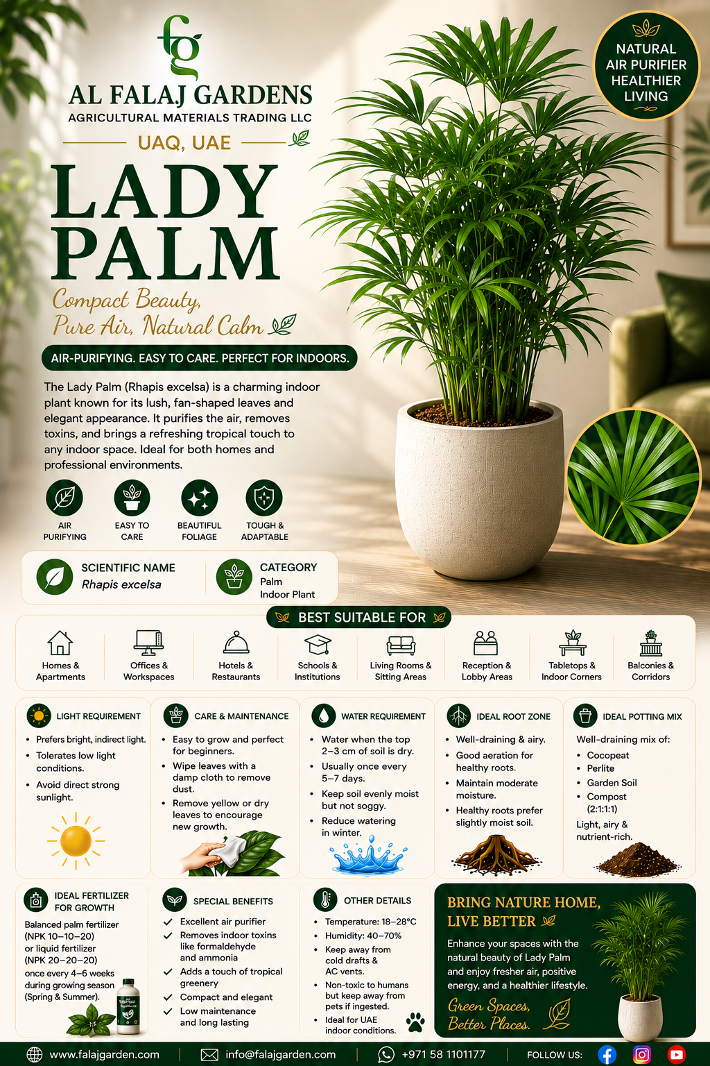 25. Lady Palm ENG 25. Lady Palm ENG
