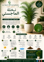 26. Majesty Palm ARABIC