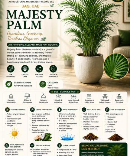 26. Majesty Palm ENG