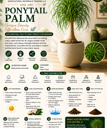 27. Ponytail Palm ENG