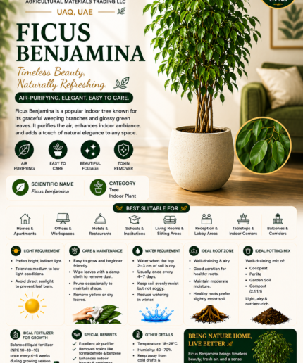 28. Ficus Benjamina ENG