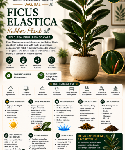 29. Ficus Elastica Rubber Plant ENG