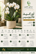 3.Phalaenopsis Orchid. ARAB