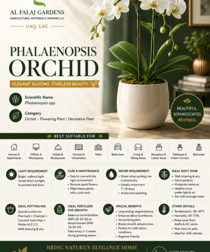 3.Phalaenopsis Orchid. ENG