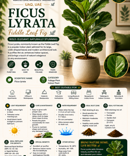 30. Ficus Lyrata Fiddle Leaf Fig ENG