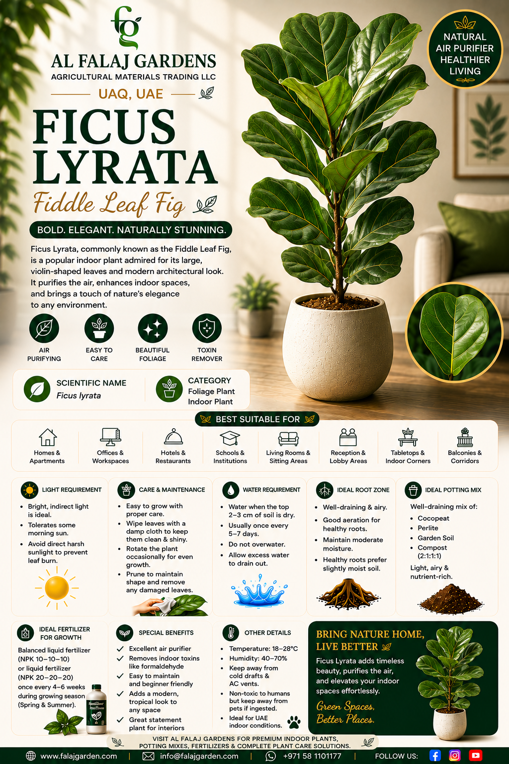 30. Ficus Lyrata Fiddle Leaf Fig ENG 30. Ficus Lyrata Fiddle Leaf Fig ENG