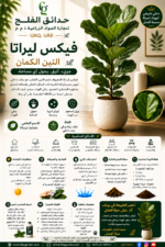 30.Ficus Lyrata Fiddle Leaf Fig ARABIC