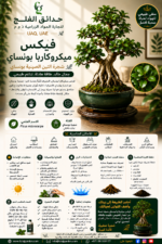 31. Ficus Microcarpa Bonsai ARABIC