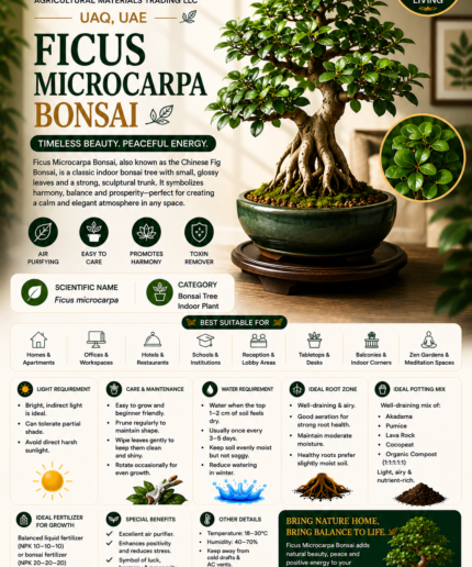 31. Ficus Microcarpa Bonsai ENG