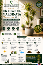 32. Dracaena Marginata ENG