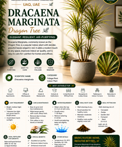 32. Dracaena Marginata ENG