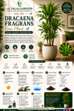 33. Dracaena Fragrans Corn Plant ENG