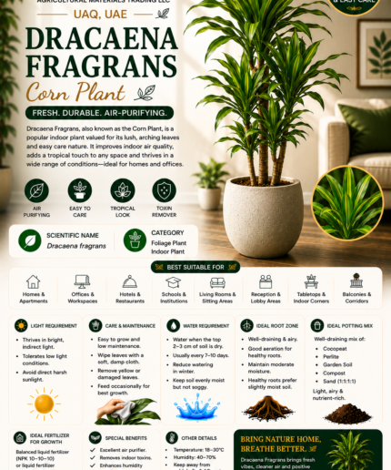 33. Dracaena Fragrans Corn Plant ENG