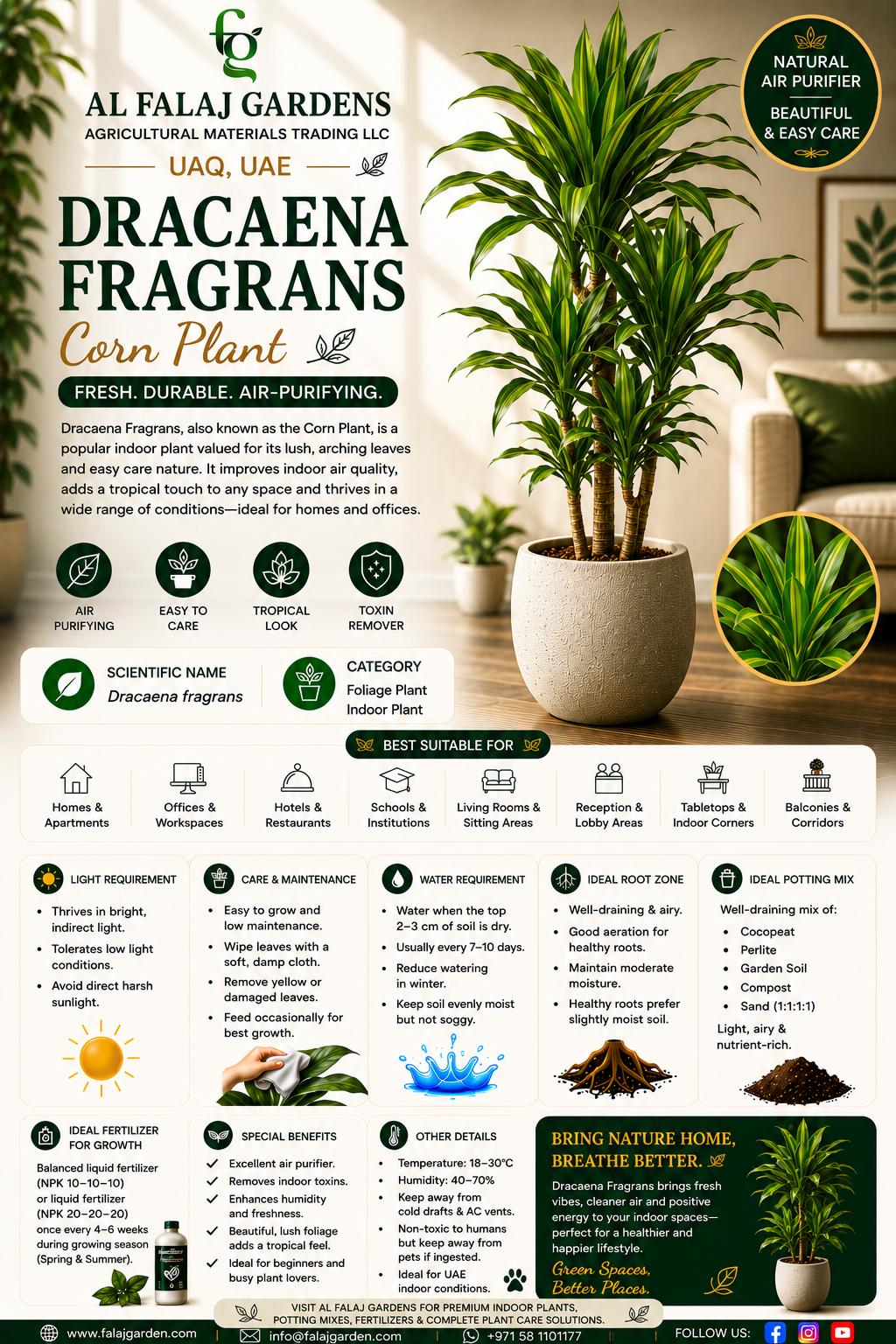 33. Dracaena Fragrans Corn Plant ENG 33. Dracaena Fragrans Corn Plant ENG