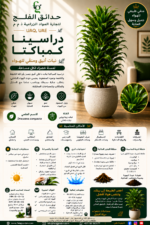 34. Dracaena Compacta ARABIC