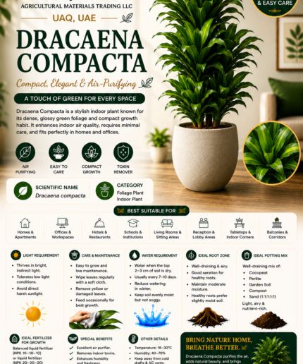 34. Dracaena Compacta ENG