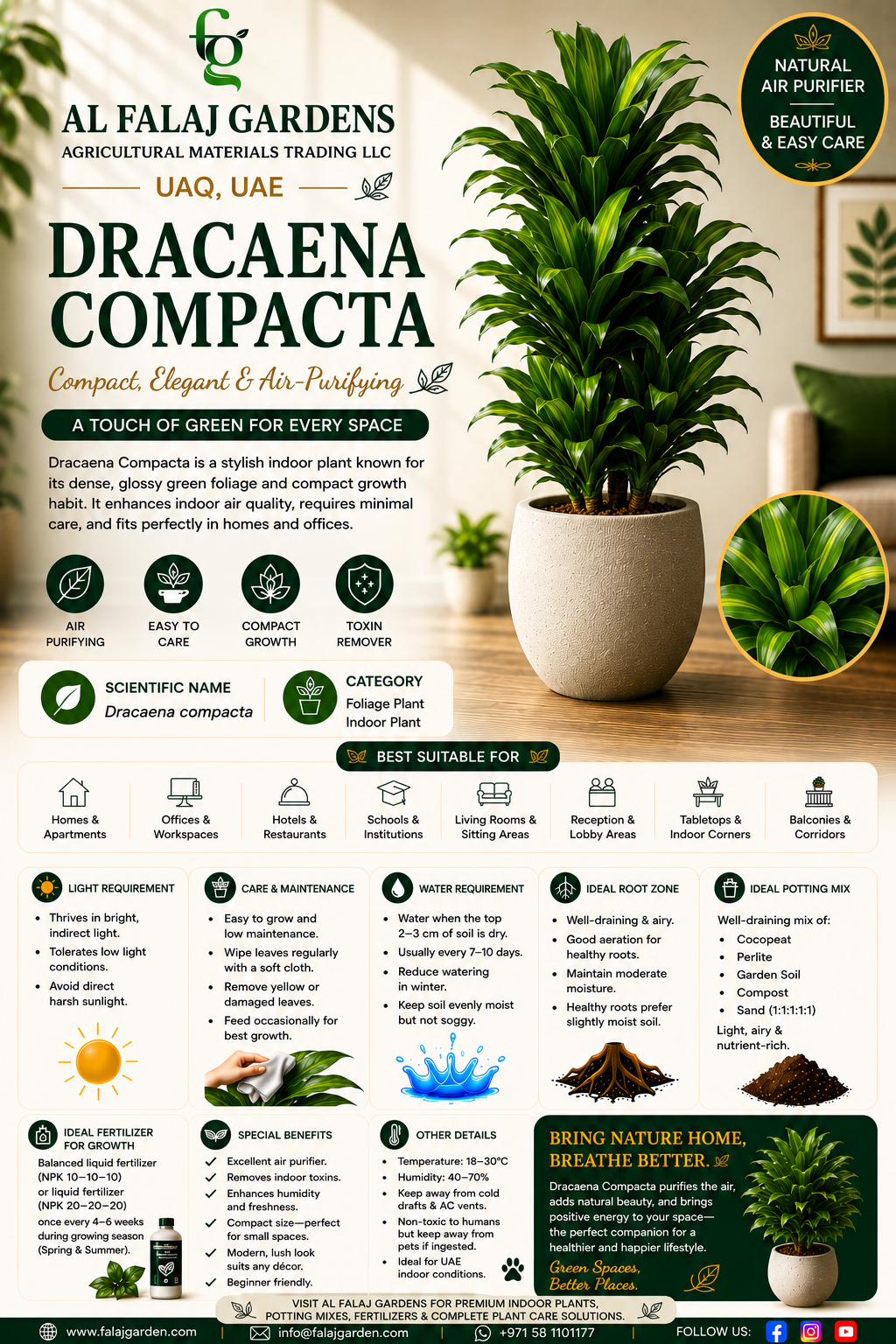 34. Dracaena Compacta ENG 34. Dracaena Compacta ENG