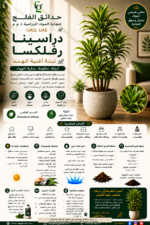 35. Dracaena Reflexa ARABIC