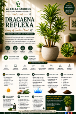 35. Dracaena Reflexa ENG