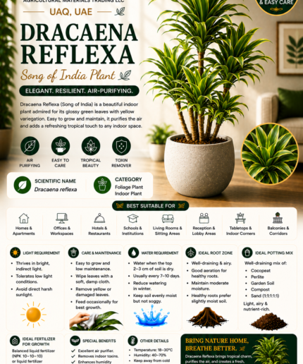 35. Dracaena Reflexa ENG