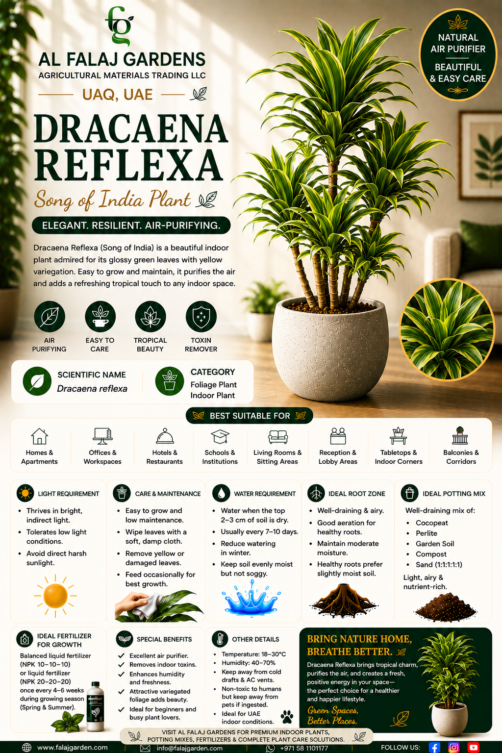 35. Dracaena Reflexa ENG 35. Dracaena Reflexa ENG