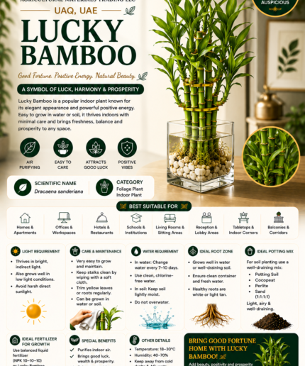 36. Lucky Bamboo ENG