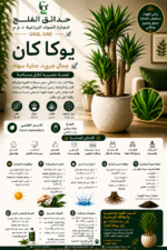 37. Yucca Cane ARABIC