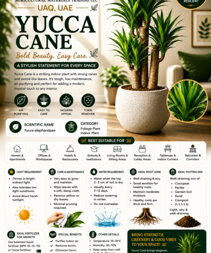 37. Yucca Cane ENG