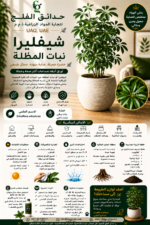 38. Schefflera Umbrella Plant ARABIC