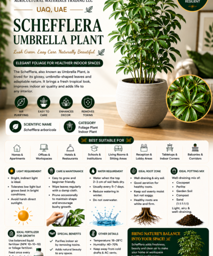 38. Schefflera Umbrella Plant ENG