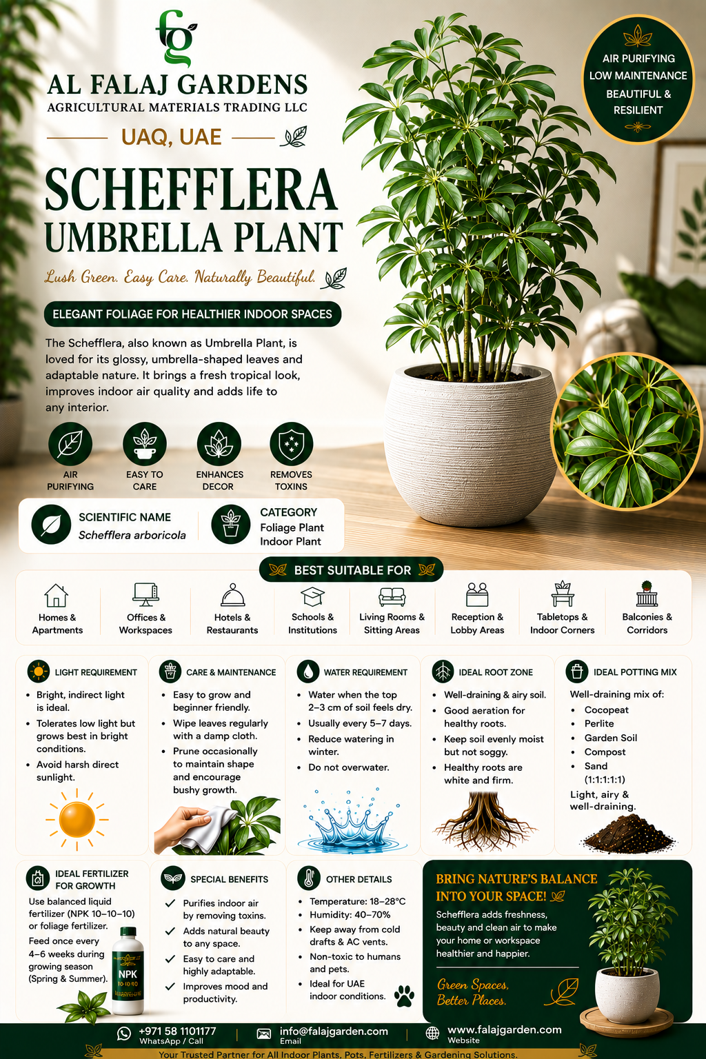 38. Schefflera Umbrella Plant ENG 38. Schefflera Umbrella Plant ENG