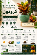 39. Croton ARABIC