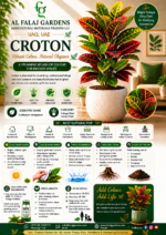 39. Croton ENG