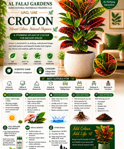 39. Croton ENG