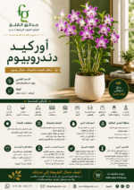 4. Dendrobium Orchid-ARABIC