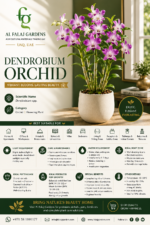 4. Dendrobium Orchid-ENG