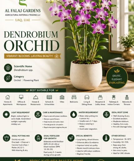 4. Dendrobium Orchid-ENG