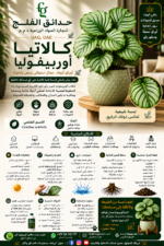 40. Calathea Orbifolia ARABIC