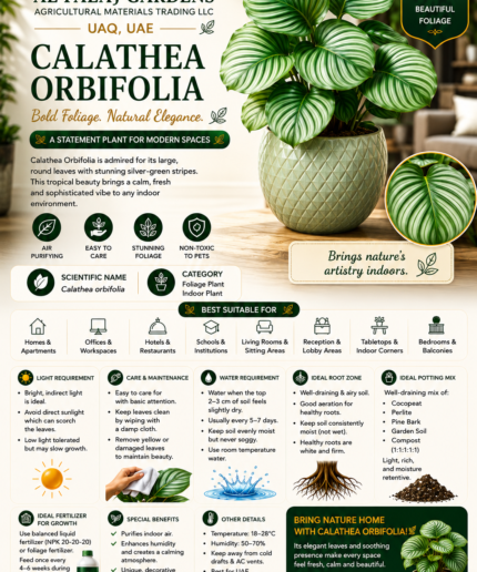 40. Calathea Orbifolia ENG
