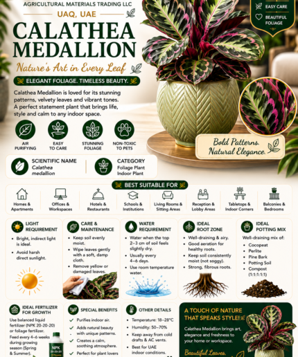41. Calathea Medallion eng