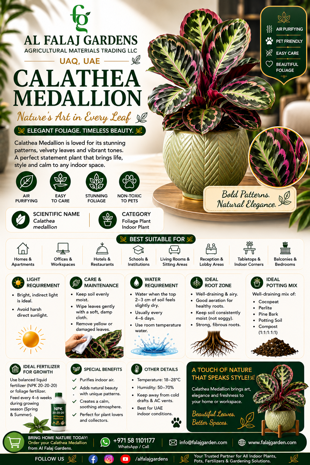 41. Calathea Medallion eng 41. Calathea Medallion eng