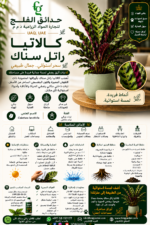 42. Calathea Rattlesnake ARABIC
