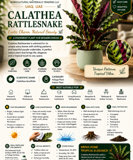 42. Calathea Rattlesnake ENG