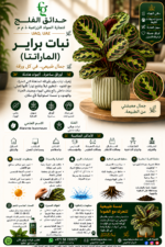43. Prayer Plant ARABIC
