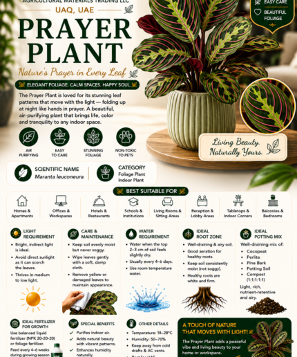 43. Prayer Plant ENG
