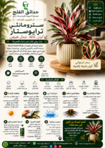 44. Stromanthe Triostar ARABIC
