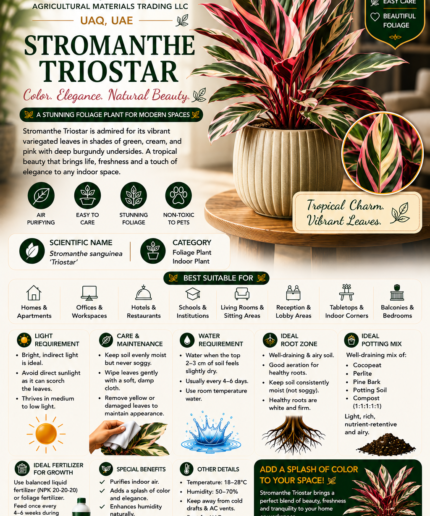 44. Stromanthe Triostar ENG