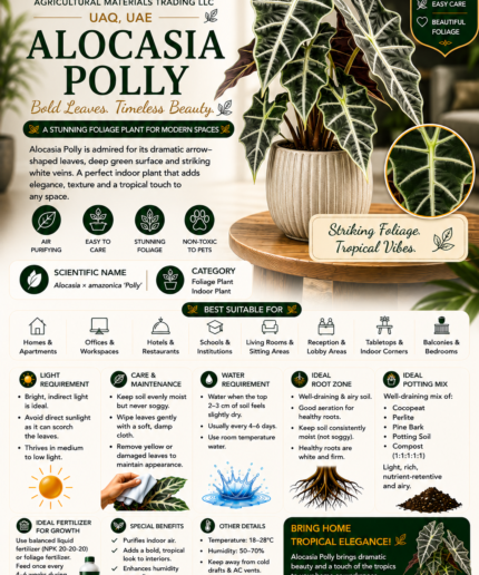 45. Alocasia Polly ENG